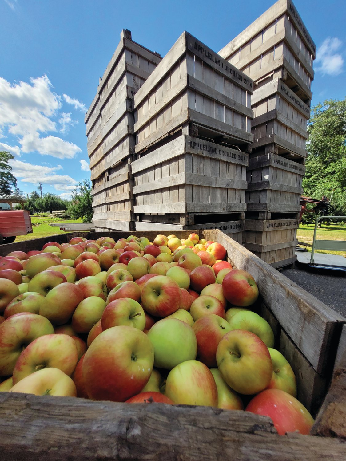 FULL CRATES: Crates of honey crisp apples are ready for eating at Appleland Orchard in Smithfield. Appleland will be bringing fruit and apple treats to this year’s Apple Festival in Johnston.